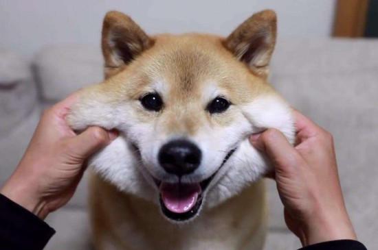 日本柴犬智商高吗,智商排名第79相当于三四岁小孩