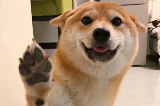 日本柴犬智商高吗,智商排名第79相当于三四岁小孩