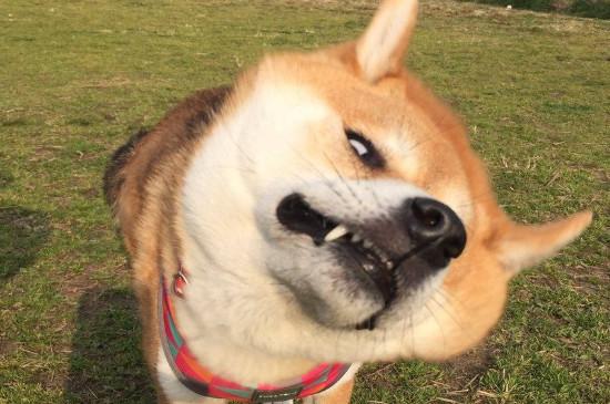日本柴犬智商高吗,智商排名第79相当于三四岁小孩