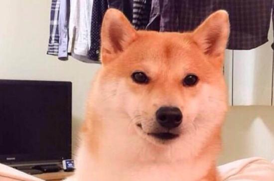 日本柴犬智商高吗,智商排名第79相当于三四岁小孩