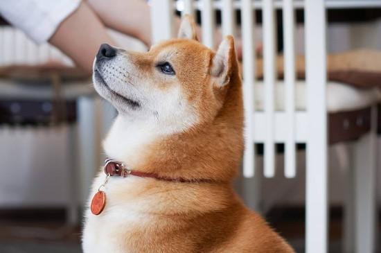 日本柴犬智商高吗,智商排名第79相当于三四岁小孩