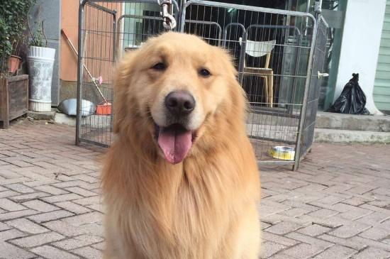 金毛尿频是怎么回事，金毛犬突然频繁小便的原因分析