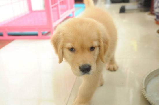金毛尿频是怎么回事，金毛犬突然频繁小便的原因分析