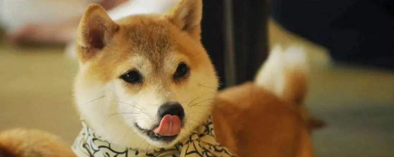 柴犬幼崽怎么辨别真假
