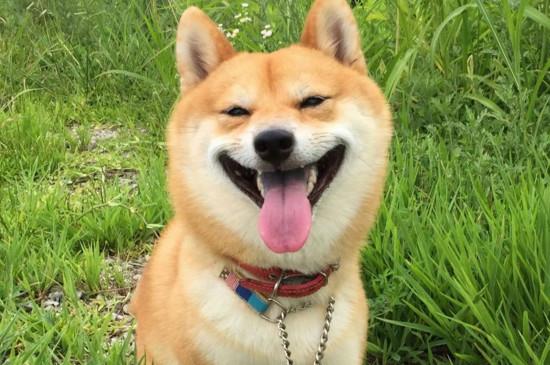 柴犬被打后的心理