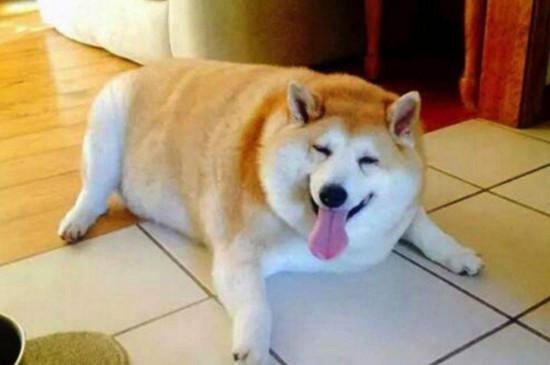 柴犬被打后的心理