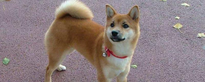 柴犬是只认一个主人吗