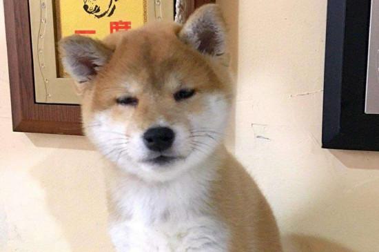 柴犬是只认一个主人吗