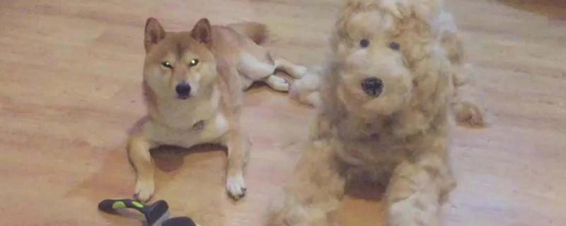 柴犬走丢会认新主人吗