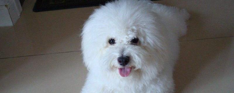 比熊犬怎样训练