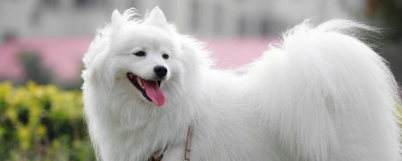 银狐犬和萨摩的区别