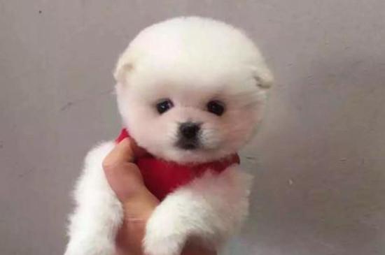 茶杯狗好养吗
