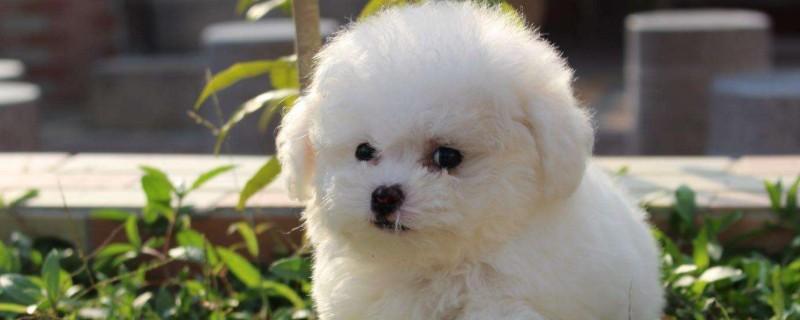茶杯犬为什么那么小?