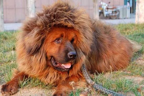 藏獒怎么养才不咬人