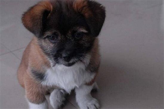 土狗怎么训练,4个方法让其成为优秀工作犬
