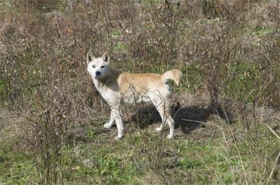 土狗怎么训练,4个方法让其成为优秀工作犬
