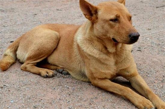 土狗怎么训练,4个方法让其成为优秀工作犬
