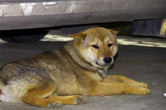 土狗怎么训练,4个方法让其成为优秀工作犬