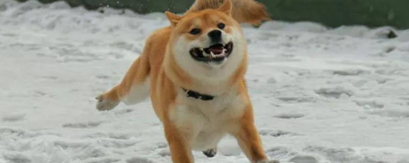 柴犬是日本的土狗吗