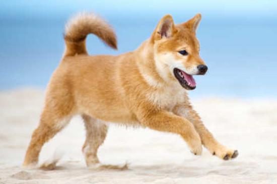 柴犬是日本的土狗吗