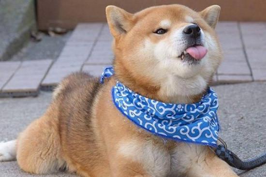 柴犬是日本的土狗吗