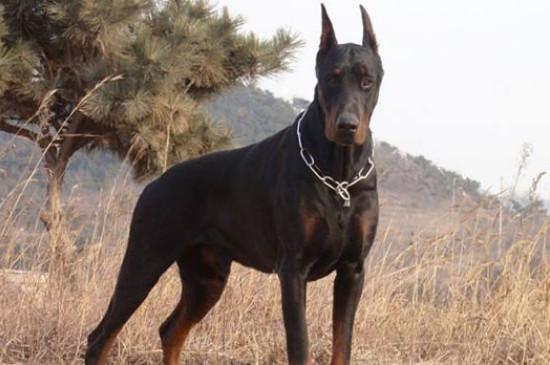 杜高犬开口和不开口的区别