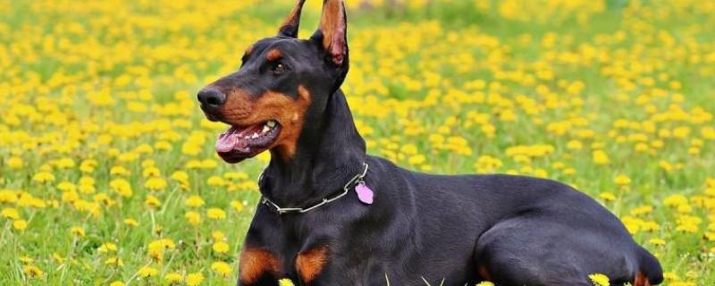 杜高犬开口和不开口的区别