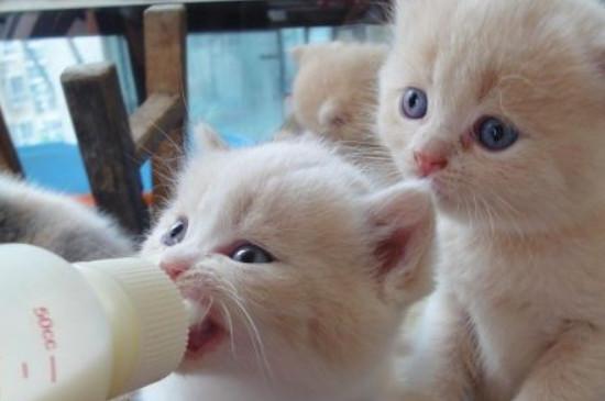 小奶猫可以吃什么食物