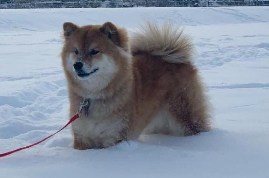 如何整治柴犬的犟脾气