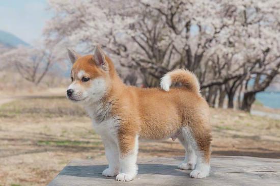如何整治柴犬的犟脾气