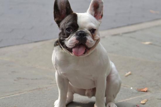 法牛犬好养吗怎么训练