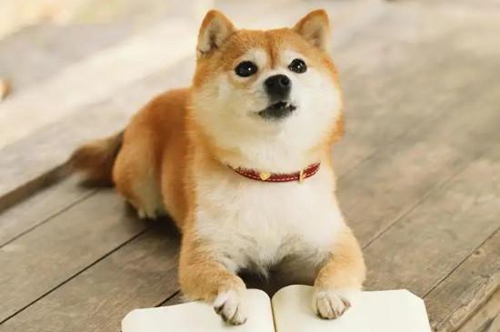 冬天5℃柴犬睡阳台会不会冷