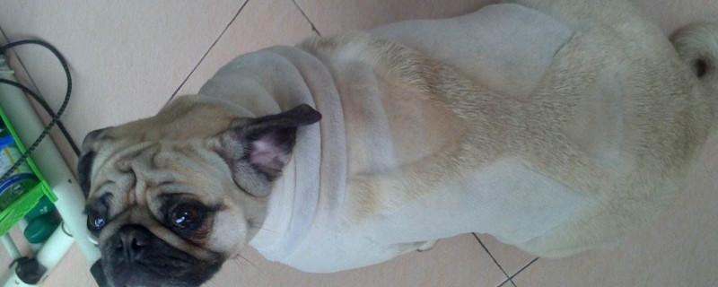 巴哥犬可以剃毛吗