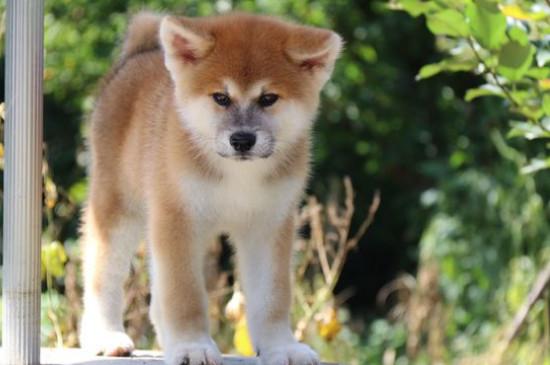 主人把柴犬打怕了怎么办