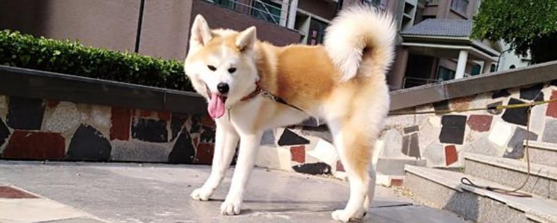 养秋田犬需要准备什么