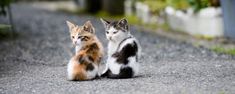 人吃了猫薄荷会致幻吗