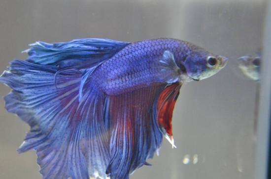 斗鱼混养方法