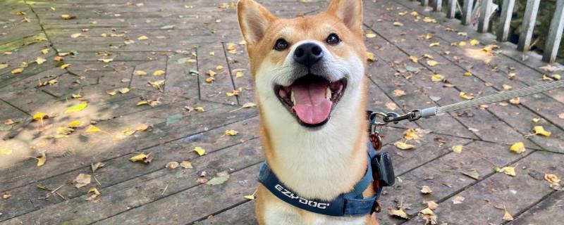 柴犬饲养禁忌