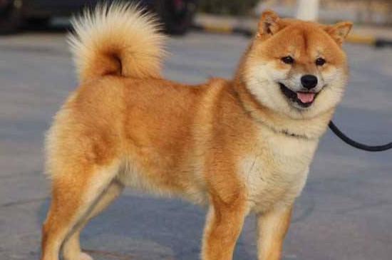 2000买柴犬靠谱吗