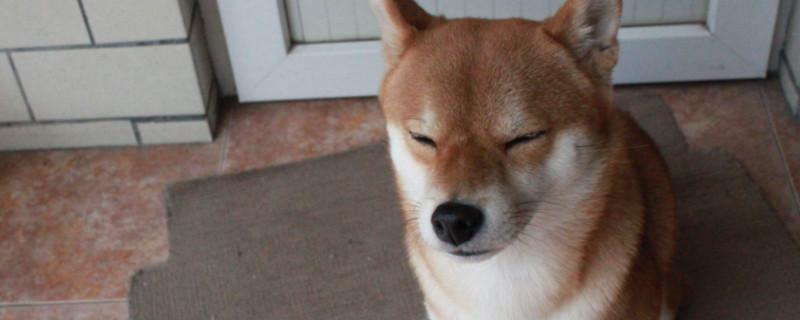 2000买柴犬靠谱吗