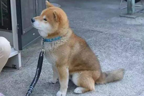 柴犬白手套为什么不好
