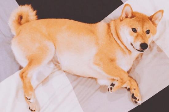 柴犬白手套为什么不好