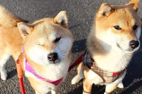 日本柴犬的优缺点