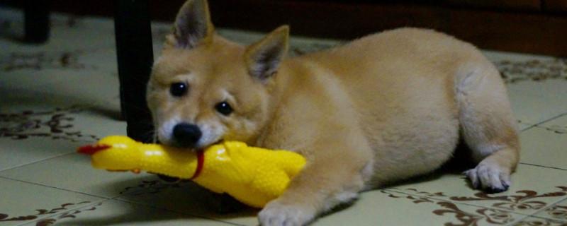 日本柴犬的优缺点