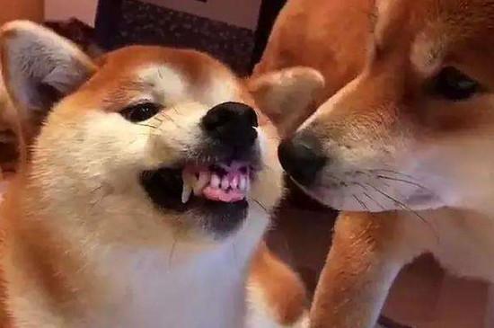 柴犬为什么喜欢龇牙
