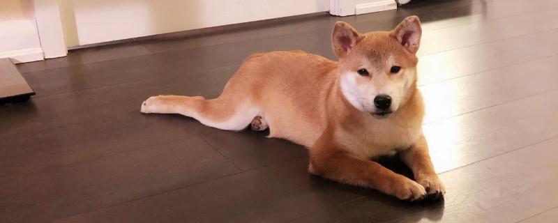 柴犬为什么喜欢龇牙