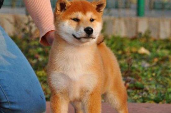 去犬舍买柴犬怎么挑，怎样挑选小柴犬幼犬
