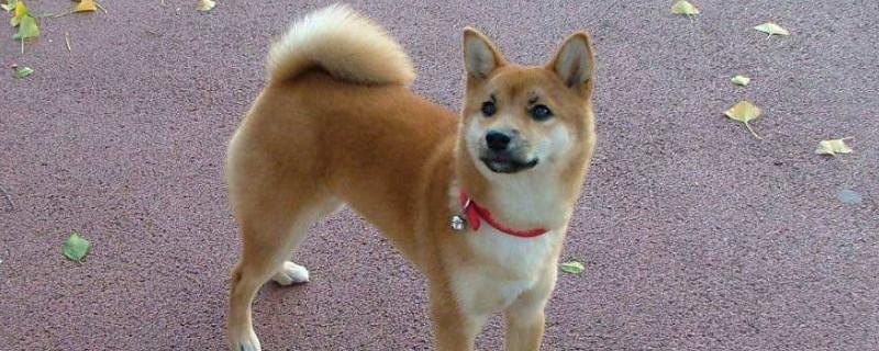 去犬舍买柴犬怎么挑，怎样挑选小柴犬幼犬