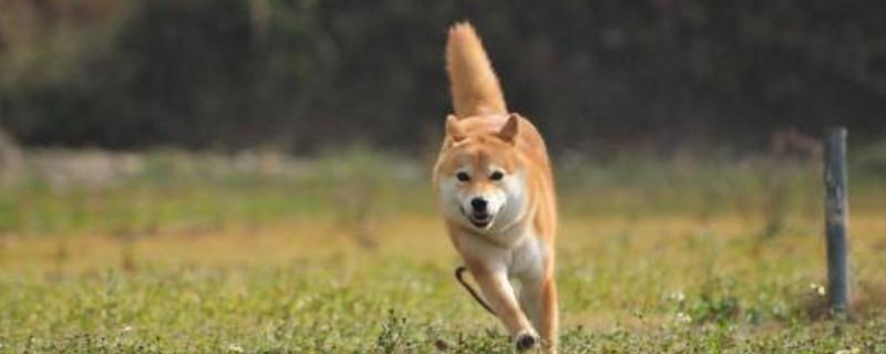 柴犬智商排名第几