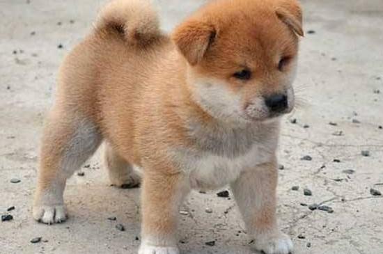柴犬秋田犬区别